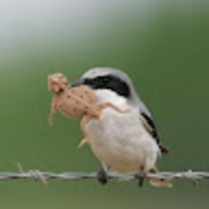 Meet your Posher, John manuel